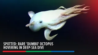 Spotted: Rare 'Dumbo' octopus hovering in deep-sea dive | ABS-CBN News