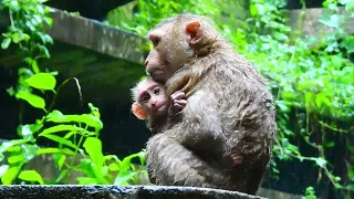 Go Oh! Stop Stop mum...| Tree Monkeys EP 00