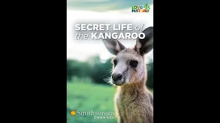 Тайная жизнь кенгуру / Secret life of the kangaroo 1 сезон 2 серия Из мешка на ноги 4К