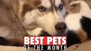 Best Pets of the Month