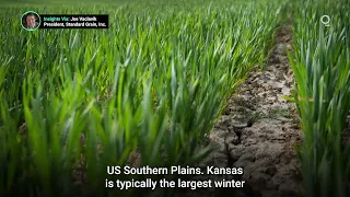 US Winter Wheat Crops Hit by Drought