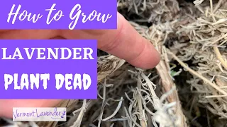 Is My Lavender Plant Dead | How To Know | Vermont Lavender VLOG