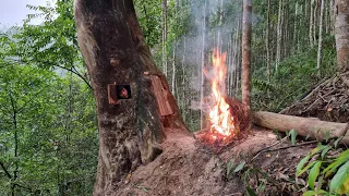 Build a bushcraft shelter in a thousand year old tree, fireplace / King Of Satyr