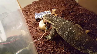 Massive Rat puts up a good fight (live feeding)