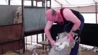 Sheep Shearing Agricultural Show Kirriemuir Angus Scotland