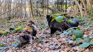 Norwegian Forest Cat: Lilly & Odin together in the Forest