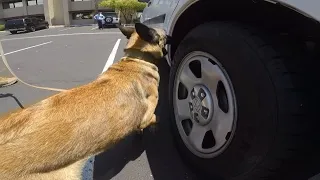 How drug-sniffing law enforcement dogs are trained in Arizona