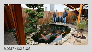 Modern Koi Blog #4960 - Marcels flacher und 10.000 Liter großer Koiteich