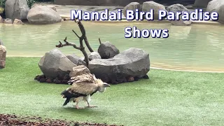 Mandai Bird Paradise Shows