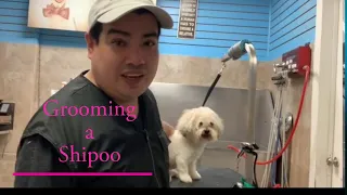Grooming a Shipoo /Dog Grooming in  Astoria Queens NY by Miguel Garcia