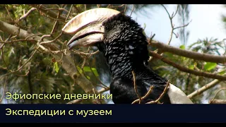 В экспедиции с Зоологическим музеем МГУ. Эфиопия.