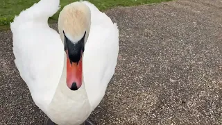 From worry to calm to stress, all in the name of wildlife!