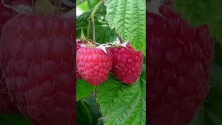 Nature's Little Gems: 5 Intriguing Facts about Raspberries