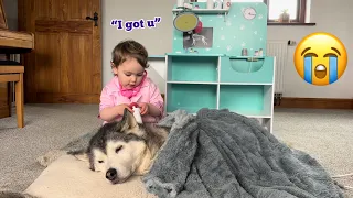 Adorable Baby Becomes A Vet To Try & Make Poorly Husky Feel Better!😭.