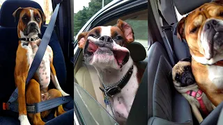 Dogs Videos But Try Not To Laugh🤣😂Part 95