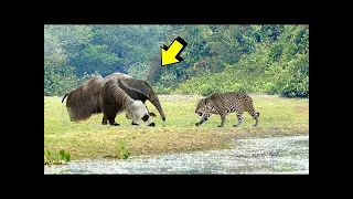 Best Fight Of The JAGUAR | Jaguar vs giant anteater, cayman, river otter