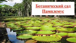 Маврикий. Ботанический сад Памплемус. Sir Seewoosagur Ramgoolam Botanical Garden.