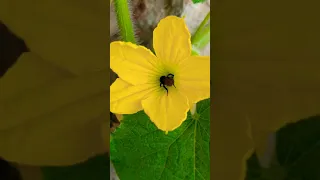 Crawling Inside the Flower