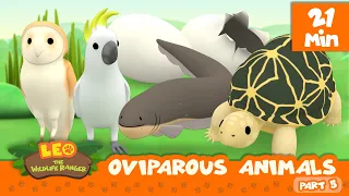 Oviparous Animals Minisode Compilation (Part 5/7) - Leo the Wildlife Ranger | Animation | For Kids