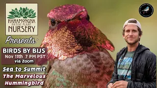 From Sea to Summit: The Marvelous Hummingbird w/ Birds By BIJS