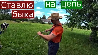 БЫК НА ОТКОРМЕ НА ЦЕПИ