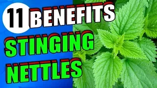 11 Remarkable Stinging Nettle Benefits For Hair, Body, Skin & Gout