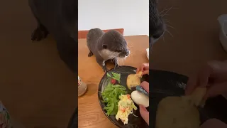 Melonpan and baby likes daddy's breakfast😂🦦👶😋|Cute Otter  #shorts  #ottereating #ytshorts  #ytviral