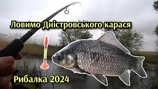 Попав на раздачу карася.Рибалка на попловок 2024.Дністровський карась