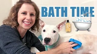 How To Give A Rescue Dog A Bath: Setting Yourself Up For Success