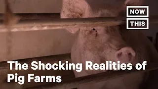 The Horrifying Truth About Pig Farms | NowThis