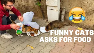 Funny and Cute Cats Came Us for Food - Feeding Stray Cats | YUFUS