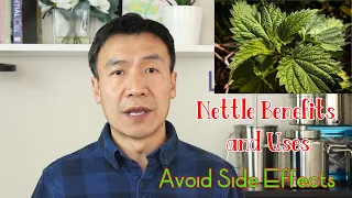 Stinging Nettle Benefits, Uses and Side Effects. Nettle Leaf or Root. How to Make Nettle Tea.