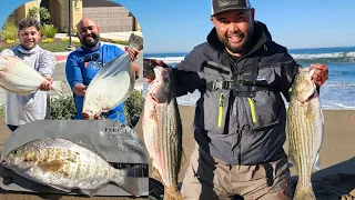 My BEST WEEK California Surf Fishing! HALIBUT, hundreds of Perch and Striper: TOURNAMENT FISHING