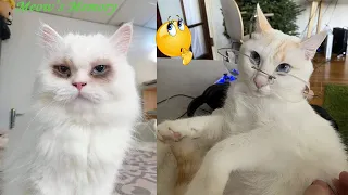 Try Not To LAUGH CATS Videos 😁 Funny Cat Memory 😹😍 #12