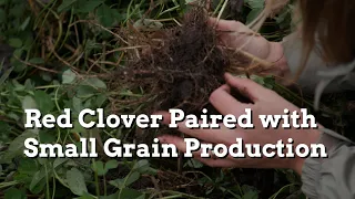 The Value of Red Clover Paired with Small Grain Production - Practical Cover Croppers