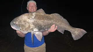 Monster Black Drum Fishing (No boat needed)