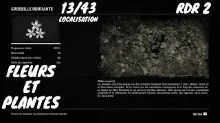 Fleurs et Plantes: 13/43 Ou se trouve les Groseille Odorante (Localisation) Red Dead Redemption 2