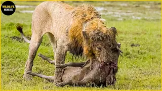 No Mercy! Lion Attack And Eat Warthog On The Spot