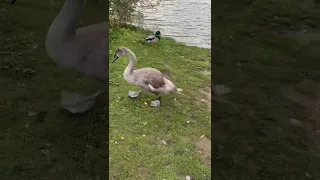 Cute bird #wow #cute #swan  #amazing #satisfying #sounds #beautiful #birds #shorts #youtubeshorts