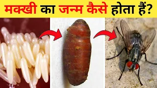 मक्खी का जीवन चक्र | Housefly Life Cycle Video | Life Cycle Of Housefly In Hindi | Makkhi Ka Janm