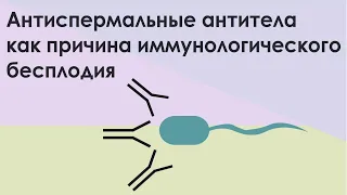 "Антиспермальные антитела как причина иммунологического бесплодия" Заседание СНК от 19.10.2021