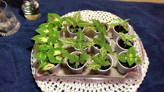African Violet Water Culture & Orchid Spray Culture Updates - #4 ...AND Coleus Propagating Time!!!!!