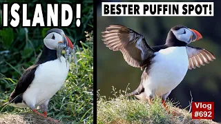 #692 BESTER PUFFIN SPOT auf Island | Papageientaucher bei der Arbeit | Island Roadtrip | Ostfjorde