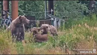 Katmai National Park, Brooks River cam. Bear 910, 919 and their cubs play time.  08.30.2022.