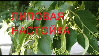 Липовая настойка