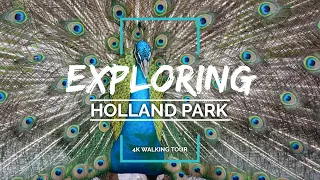 HOLLAND PARK Walking Tour incl. Kyoto Gardens & PEACOCKS | LONDON Walk | 4K Ambience