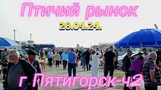 Pigeons prices Bird market Pyatigorsk -ch2