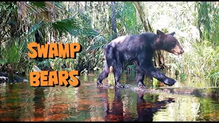 Swamp Bears in the Big Cypress National Preserve.