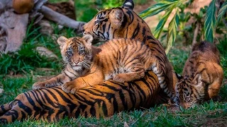 Endangered Sumatran Tiger Cubs Debut