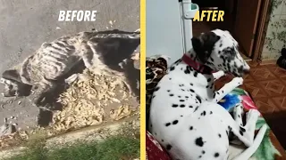 Amazing transformation of sick dog who had given up hope|wrestling with death On The Street.